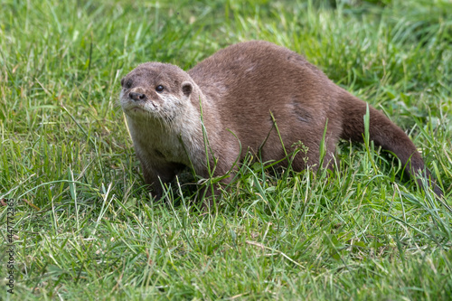 Asian Small-Clawed Otter Playing in Grass