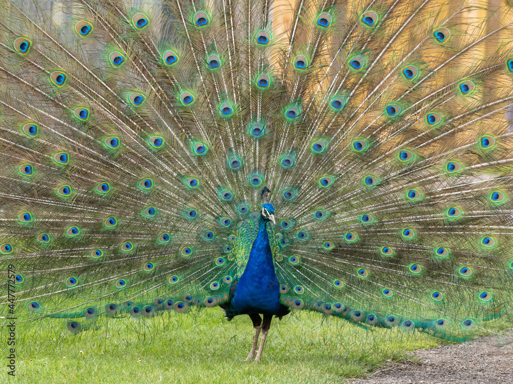 Obraz premium Male Peacock in Full Display