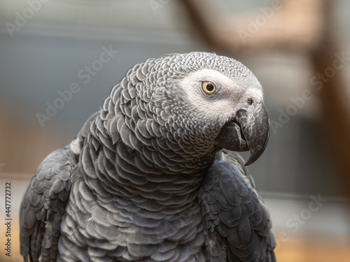 Close Up African Grey Parrot