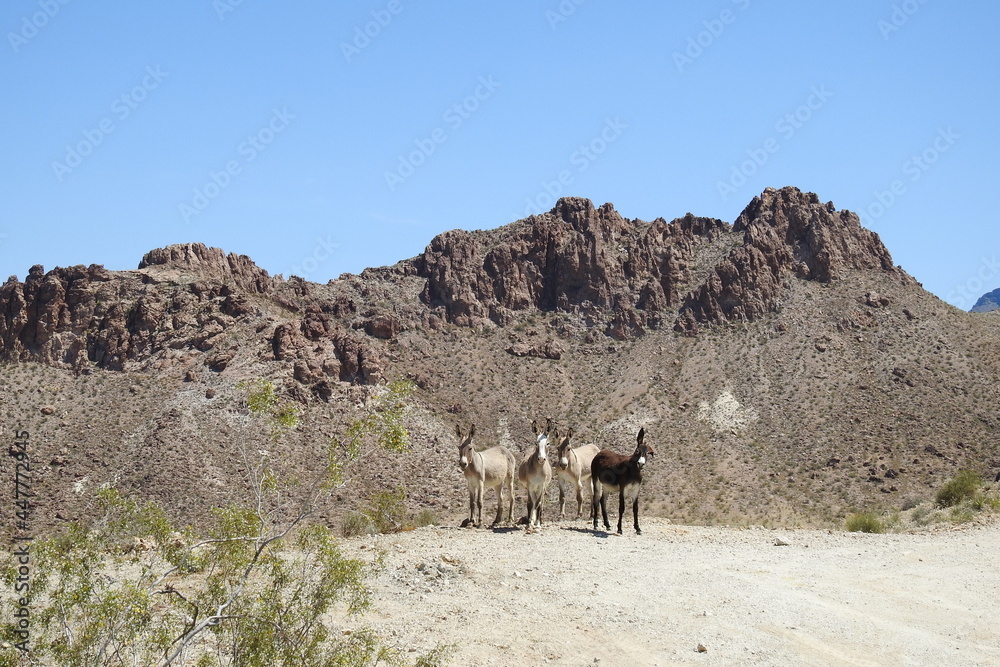 Wild burros enjoying a beautiful day in the Mojave Desert, on the outskirts of Oatman, Mohave County, northwestern Arizona. Wild burros enjoying a beautiful day in the Mojave Desert, on the outskirts of Oatman, Mohave County, northwestern Arizona.