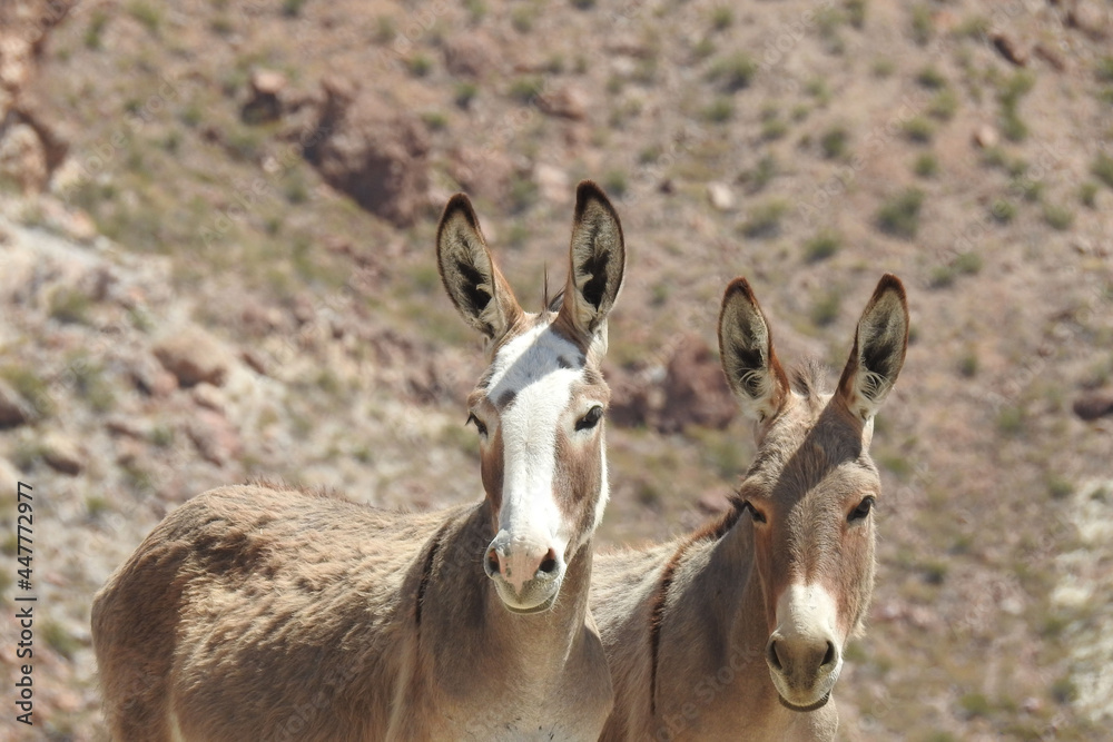 Wild burros enjoying a beautiful day in the Mojave Desert, on the outskirts of Oatman, Mohave County, northwestern Arizona.	