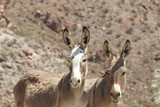 Wild burros enjoying a beautiful day in the Mojave Desert, on the outskirts of Oatman, Mohave County, northwestern Arizona.	