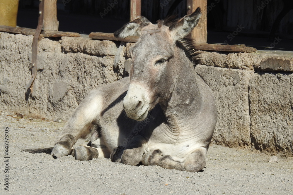 A wild burro resting on an old gravel road in the old mining town of Oatman, Mohave County, northwestern Arizona. A wild burro resting on an old gravel road in the old mining town of Oatman, Mohave County, northwestern Arizona.