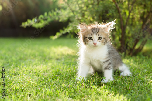 cute kitten on the grass, in summer