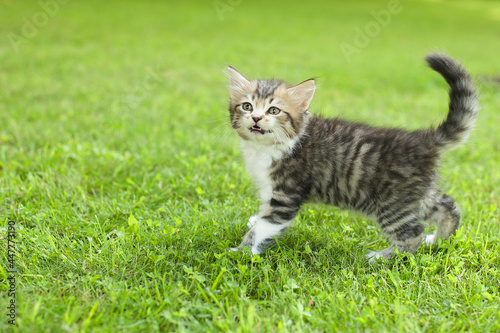 cute kitten on the grass, in summer