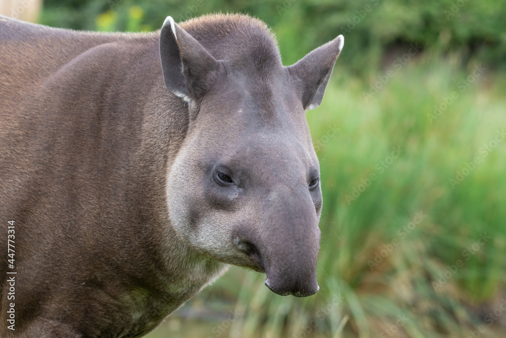 Adult Brazillian Tapir Walking on Grass Adult Brazillian Tapir Walking on Grass