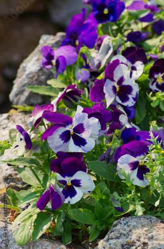 White and Purple Pansies in Bloom