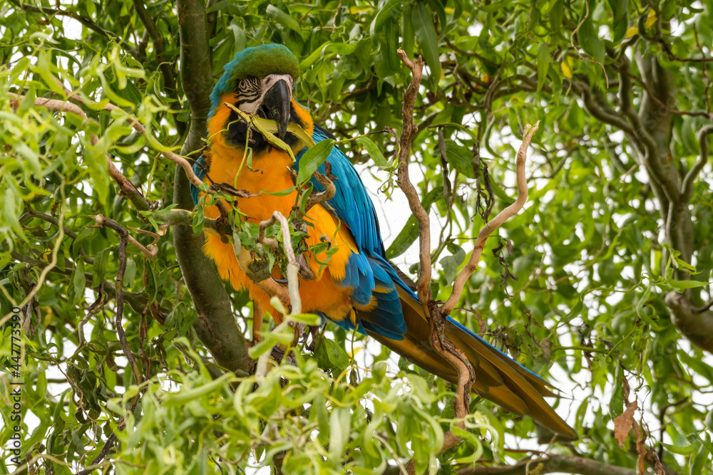 Obraz premium Blue and Yellow Macaw in a Tree