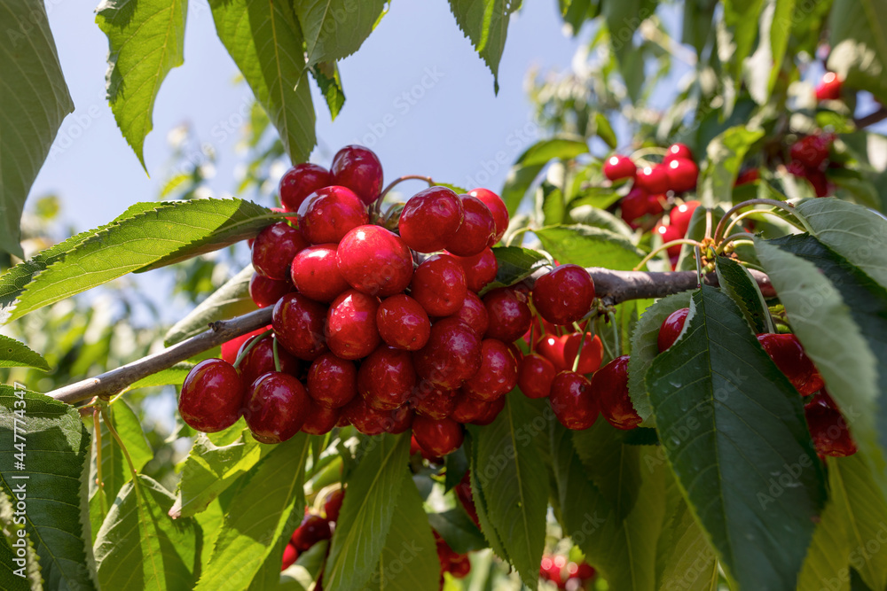 cherry tree branch with ripe large fruits cherry tree branch with ripe large fruits
