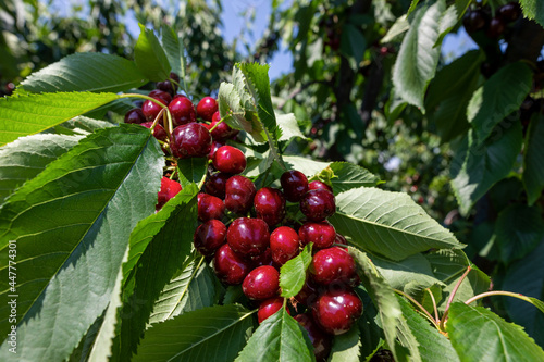 cherry tree branch with ripe large fruits