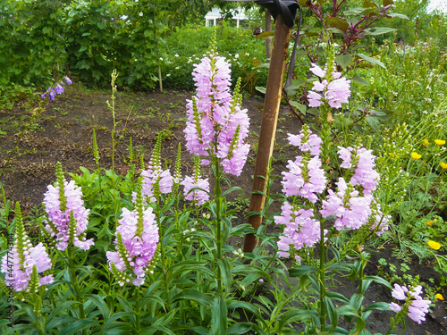 flowering physostegia virginiana in the summer garden photo