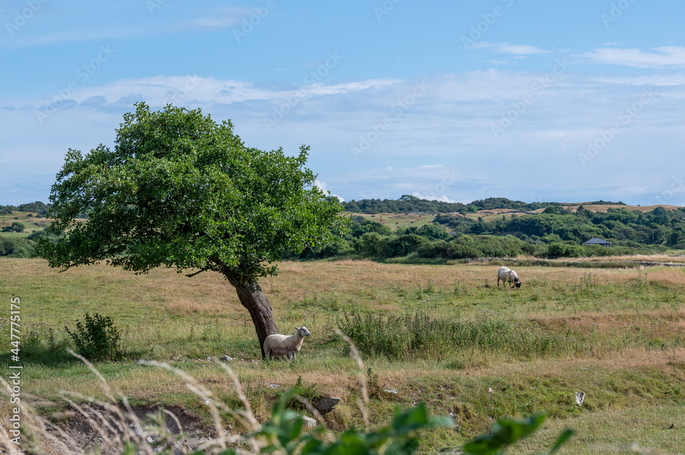 Fototapeta premium Windswept tree with sheep