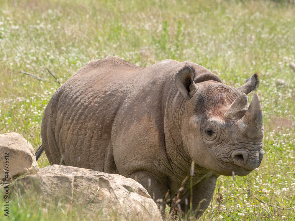 Fototapeta premium Eastern Black Rhino Standing on Grass