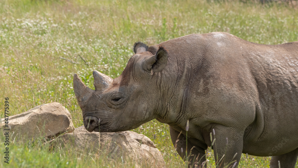 Eastern Black Rhino Standing on Grass Eastern Black Rhino Standing on Grass