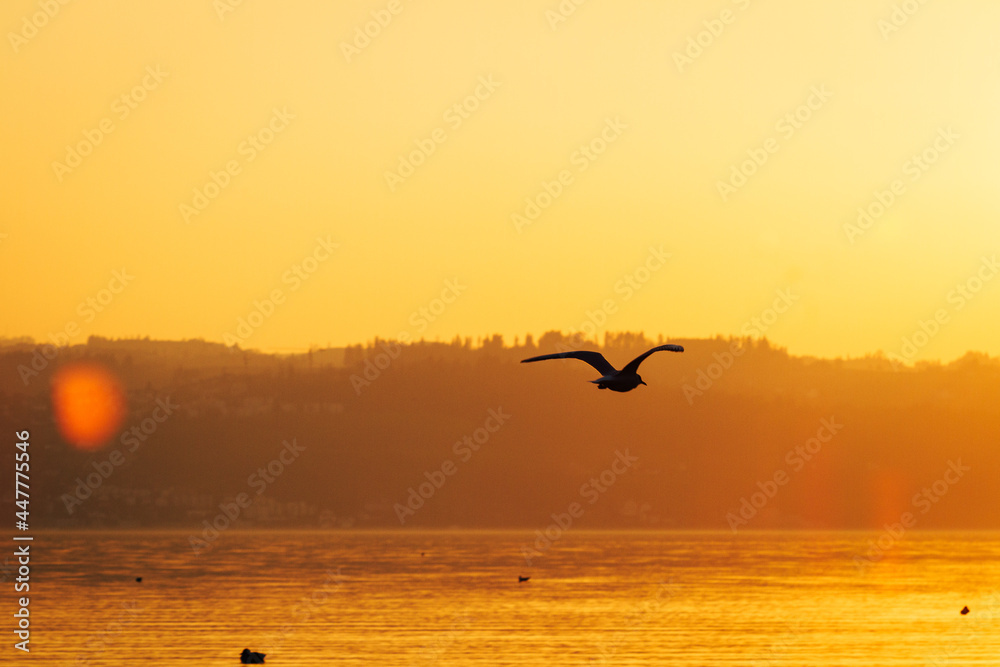 Vogel am Zürichsee (Schweiz) bei Sonnenuntergang