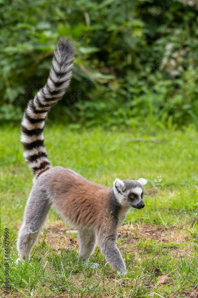 Naklejka premium Ring-Tailed Lemur Walking on the Ground