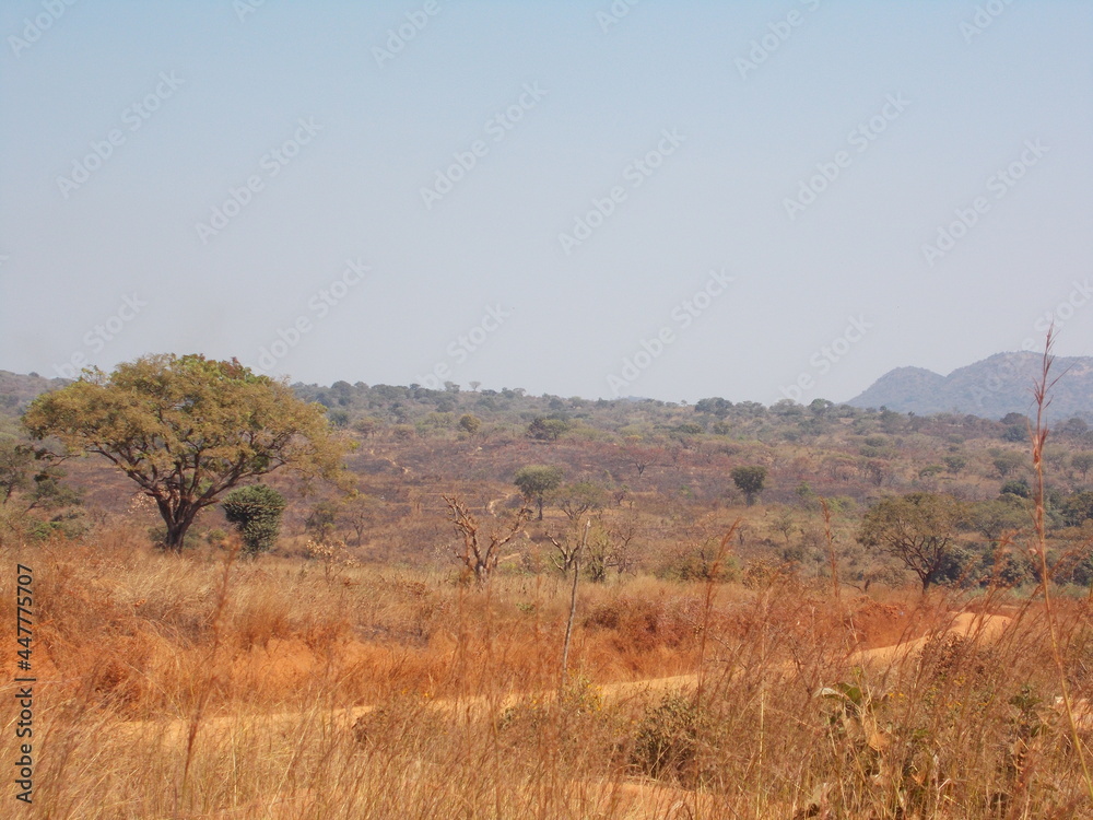 Beautiful Landscape of the African Savannah