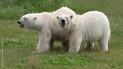 Two Polar Bear's Walking Together