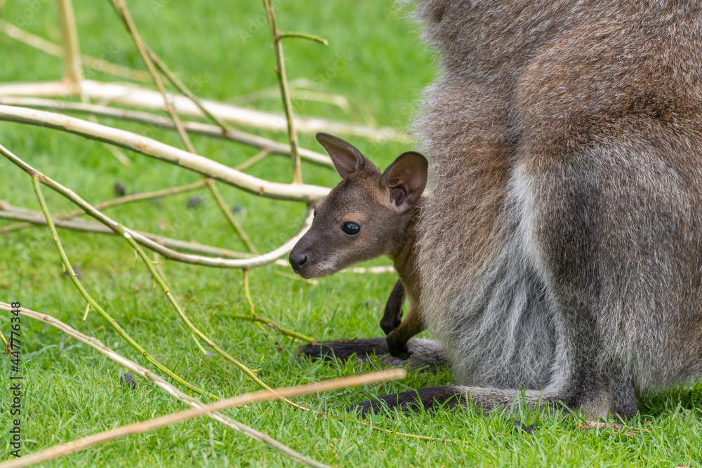 Fototapeta premium Very Young Joey Wallaby in its Mothers Pouch