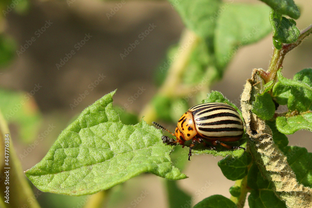 Summer. Colorado potato beetle. Green background. Macro shooting. Summer. Colorado potato beetle. Green background. Macro shooting.