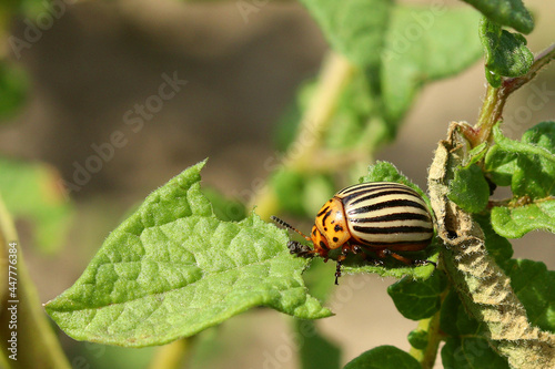 Summer. Colorado potato beetle. Green background. Macro shooting.