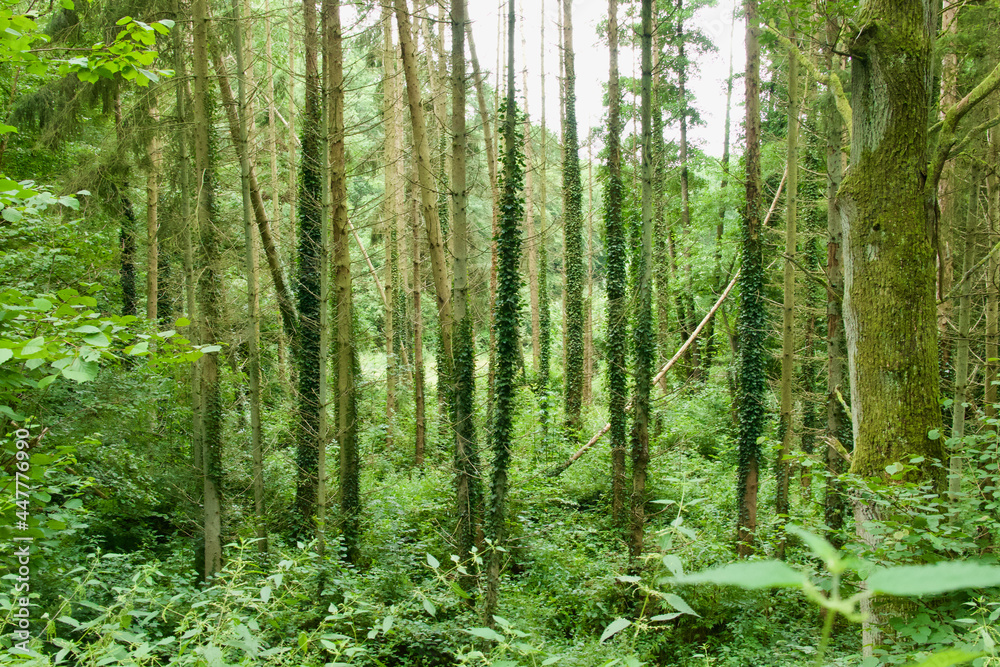 Obraz premium ivy on tree trunks