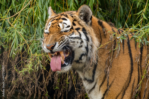 Siberian Tiger Showing its Teeth