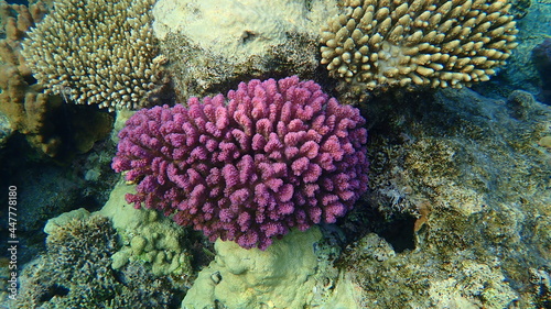 Stony coral rasp coral, or cauliflower coral, knob-horned coral (Pocillopora verrucosa) undersea, Red Sea, Egypt, Sharm El Sheikh, Nabq Bay photo