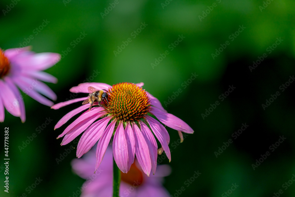 Selective focus of wild bumble bee sucking pollen from echinacea flower in the garden, A western honey eating pollen of violet-pink flowers (Coneflower) Wildlife of insects, Nature background. Selective focus of wild bumble bee sucking pollen from echinacea flower in the garden, A western honey eating pollen of violet-pink flowers (Coneflower) Wildlife of insects, Nature background.