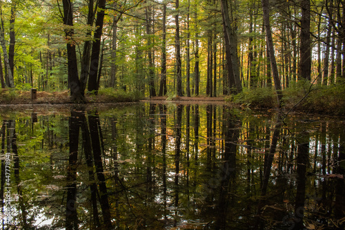 Forest Reflection