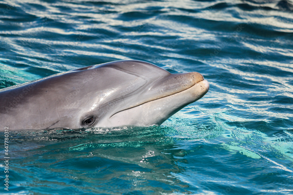 Fototapeta premium Bottlenose Dolphin 