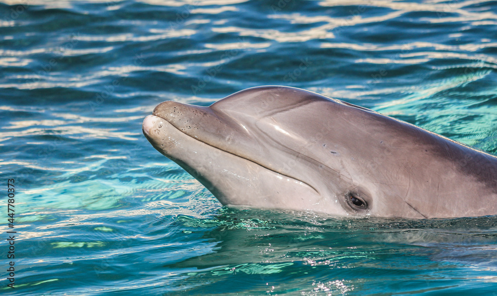 Naklejka premium Bottlenose Dolphin