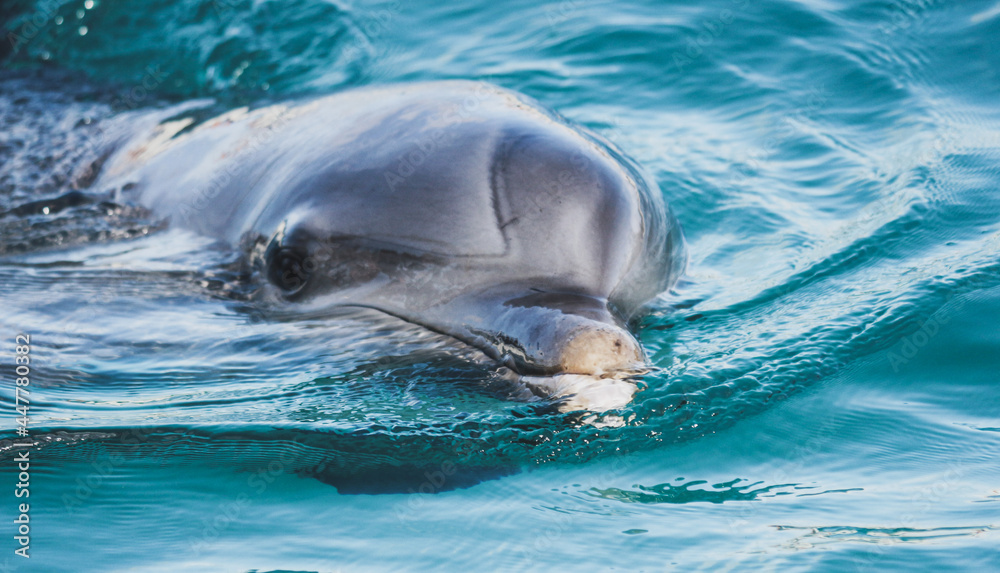 Obraz premium Bottlenose Dolphin 