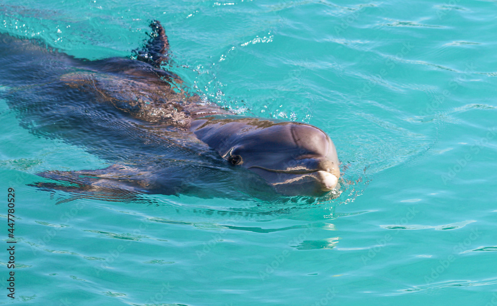 Obraz premium Bottlenose Dolphin 