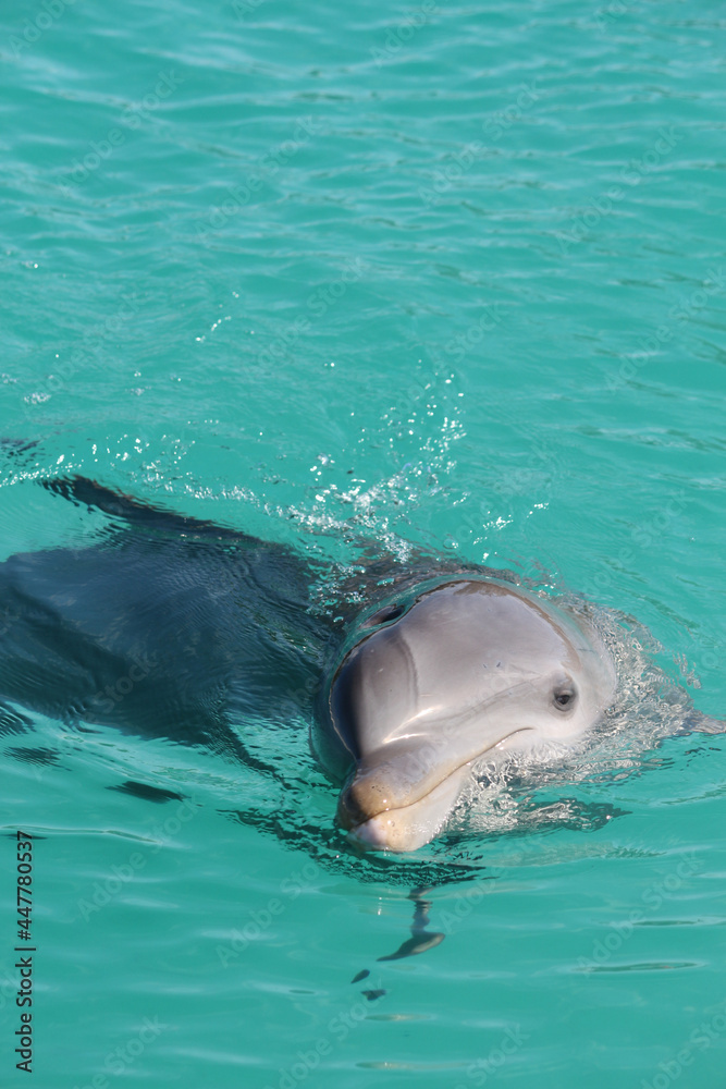 Obraz premium Bottlenose Dolphin 
