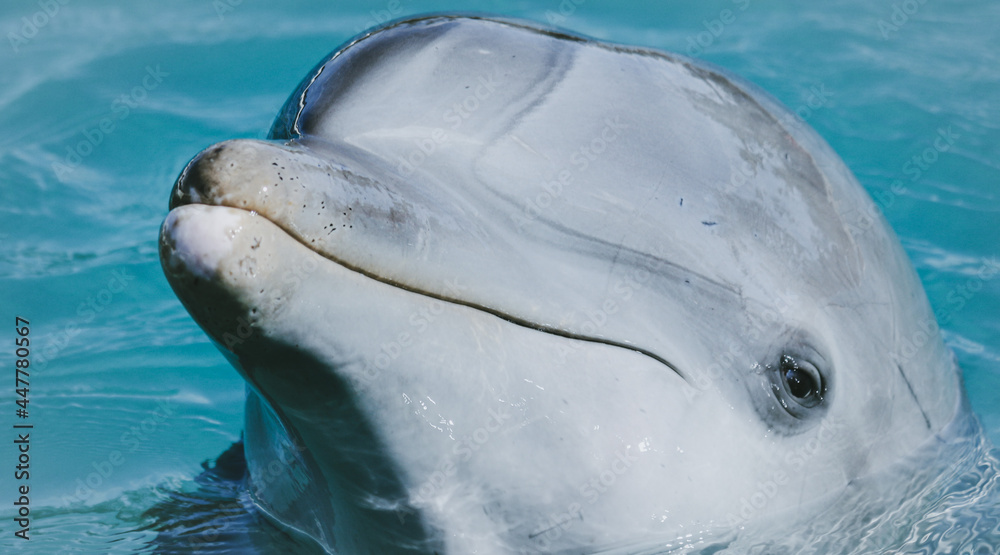 Naklejka premium Bottlenose Dolphin 