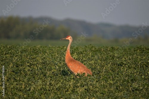A Sandhill crane in a field