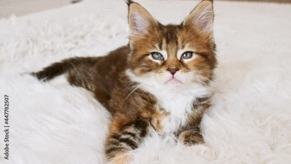 4k Grey Striped Kitten Wakes up and Stretches. Kitty Sleeping on a Fur White Blanket. Concept of Adorable Cat Pets. High quality 4k footage 4k Grey Striped Kitten Wakes up and Stretches. Kitty Sleeping on a Fur White Blanket. Concept of Adorable Cat Pets. High quality 4k footage
