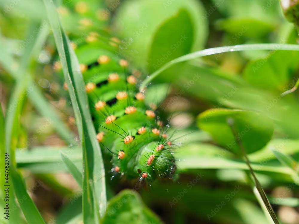 Fototapeta premium Green caterpillar for Emperor Moth