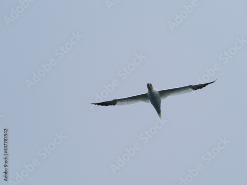 Gannet flying overhead