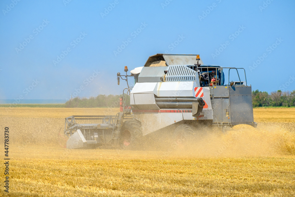 Obraz premium A modern gray agricultural harvester mows ripe yellow dried wheat in a field in the dust on a hot sunny summer day.