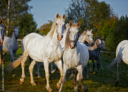 A running herd of white horses © Igor