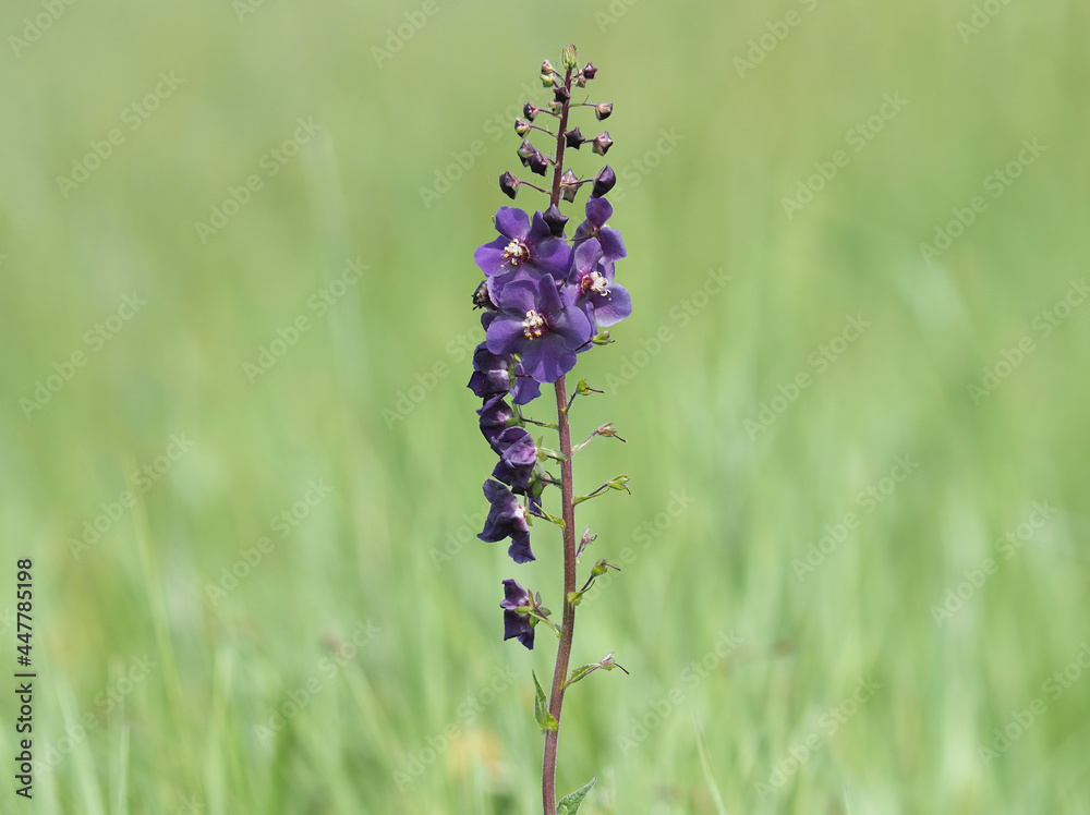 Flower of purple mullein or temptress purple, Verbascum phoeniceum Flower of purple mullein or temptress purple, Verbascum phoeniceum