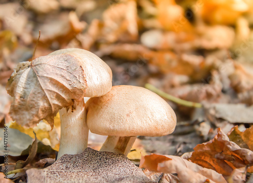 Two mushrooms in the autumn forest