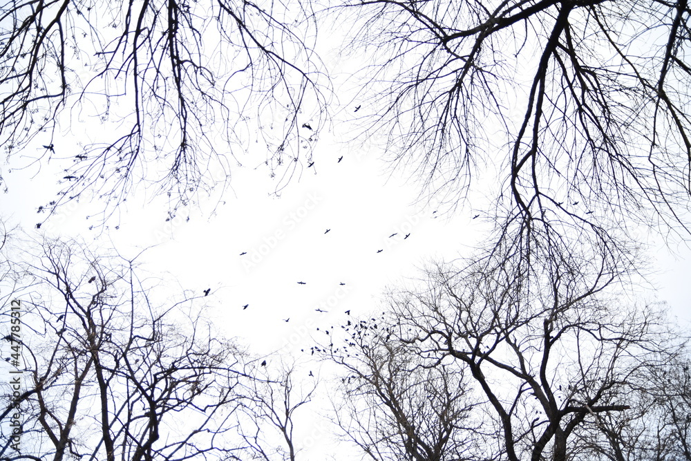 Fototapeta premium silhouette of a tree