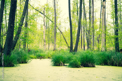 Foto Swamps - Dolina Baryczy