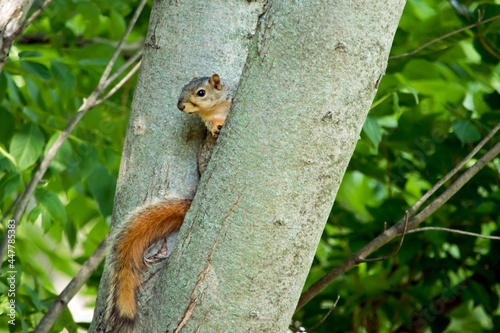 A squirrel peers from behind a fork in a tree.
