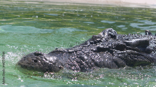 A close up of a Saltwater Crocodiles head poking up out of the water. Crocodylus porosus.