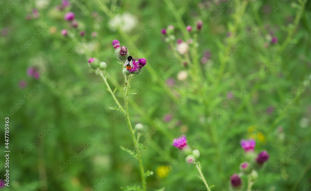 Closeup view of purple buds growing on the stem of the plant on a blurry background Closeup view of purple buds growing on the stem of the plant on a blurry background