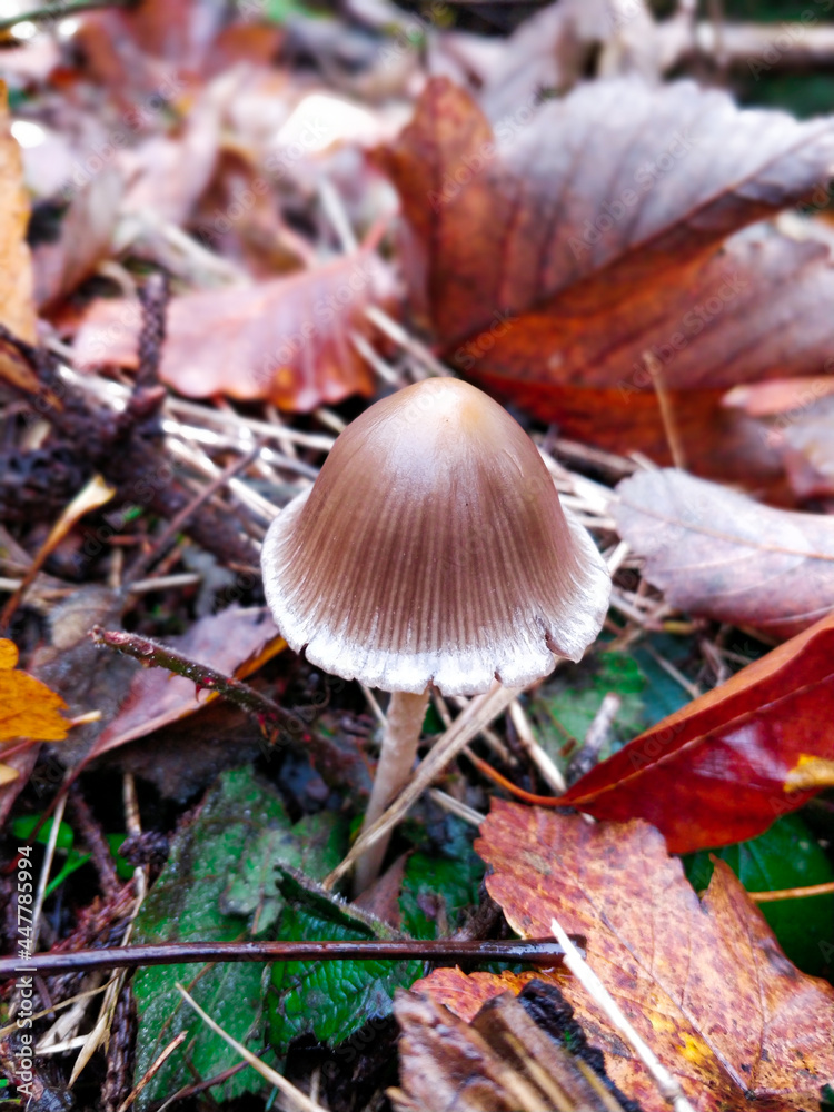mushroom in the forest mushroom in the forest